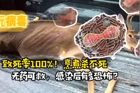 致死率100%！朊病毒烹煮杀不死，无药可救，感染后究竟有多恐怖？视频封面