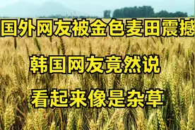 国外网友被金色麦田震撼，韩国网友竟然说看起来像是杂草视频封面