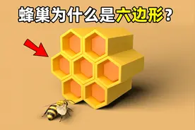 蜂巢为什么是六边形？视频封面