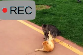 猫打架，狸花猫VS橘猫，场面凶猛异常，谁更胜一筹？视频封面