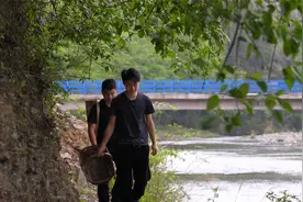 新春来临时，茶树上果子很容易变异长出形状各异的茶泡视频封面