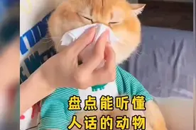62. 能听懂人话的动物，你说话要注意点