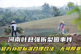 河南叶县强拆梨园事件，官方补偿标准合理合法，无可厚非视频封面