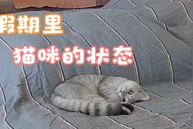 假期留猫咪独自在家三天，以后再也不单独留他这么久了视频封面