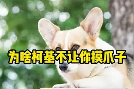 柯基不让你摸爪子，原因是这几点！视频封面