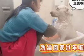 这应该是全网洗澡最乖的狗狗吧！#万物可爱计划 #宅家治愈记