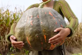 种巨型南瓜（完结篇！！！）视频封面