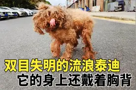 偶遇双目失明的流浪泰迪，脖子上还戴着项圈，它曾是谁的宝贝呢？视频封面