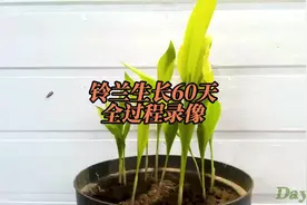 铃兰生长60天全过程录像视频封面