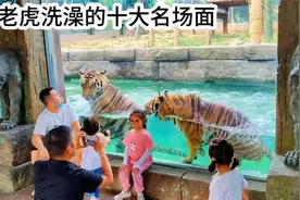 3. 来看看老虎洗澡的十大名场面，既可霸气十足也可秒变乖乖虎视频封面