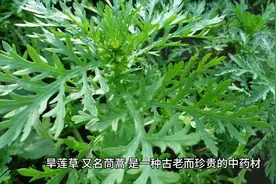 《探寻旱莲草的药用奇妙：天然草本，滋补养生》视频封面
