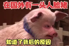 在国外有一头人脸猪，知道了背后的原因以后，许多人沉默了视频封面