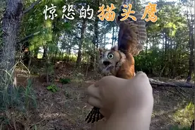 小猫头鹰意外被困，善良网友小心翼翼救助，双方都怕的不要不要的视频封面