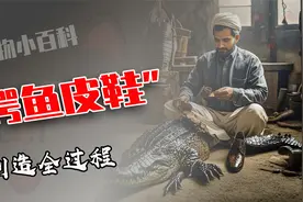 白沙瓦手工制作鳄鱼皮鞋，使用胶水和针线加固，穿烂都很难开胶视频封面