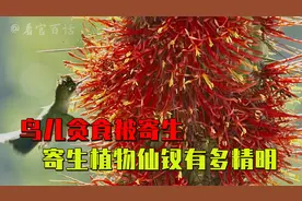 寄生仙人掌全身开花，有生命力的刀削面，寄生生物有多可怕！视频封面