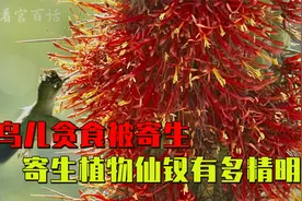 寄生仙人掌全身开花，有生命力的刀削面，寄生生物有多可怕！视频封面