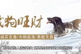 属狗的人今年会遇到哪些贵人视频封面