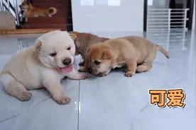 小奶狗长得虎头虎脑的，抢不到奶喝就叫妈妈起床，萌萌的真可爱视频封面