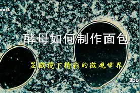 酵母如何制作面包视频封面