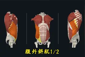 腹外斜肌及其功能1/2视频封面