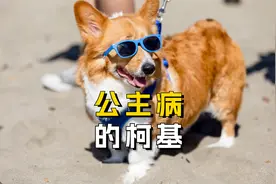 有这些特征，说明柯基得了公主病！视频封面