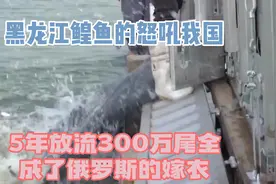 黑龙江鳇鱼的“怒吼”！我国5年放流300万尾，全成了俄罗斯的嫁衣视频封面