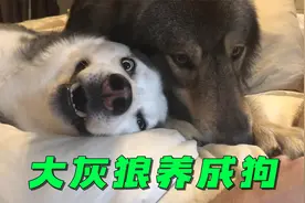 凶悍狡诈的大灰狼，竟然被小哥养成狗，甚至比二哈还粘人!视频封面