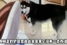二哈模仿主人瘸脚走路，还带着家里的狗集体嘲讽视频封面