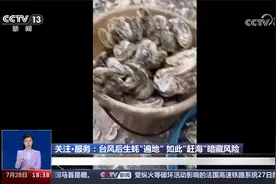 台风后大量生蚝被冲上岸 居民用桶将生蚝装回家视频封面