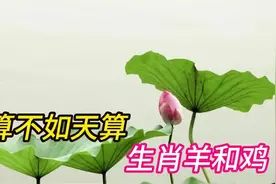 人算不如天算，生肖羊和鸡视频封面
