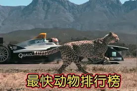 世界上最快的十种动物！ 猎豹一秒30米 游隼表示在坐的都是弟弟！视频封面