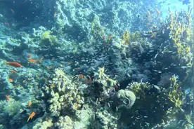 海斑斑探秘之沙姆沙伊赫视频封面