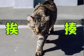 流浪狸花猫冲进我家，把我跟我家猫都揍了一顿视频封面