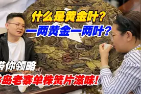 什么是黄金叶？一两黄金一两叶？带你领略冰岛老寨单株簧片滋味！视频封面