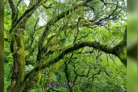 1950年解放海南，四野官兵登岛后，才发现两万多人仍穿着红军军装视频封面