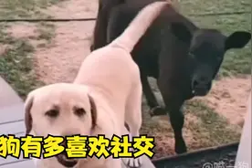 狗狗有多喜欢社交？在他朋友面前你也得给他面子视频封面