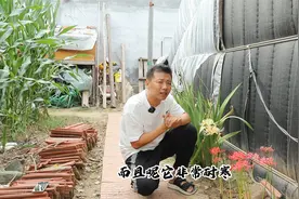 曼莎珠华一个月开花，花后就是长叶阶段，养好球才能开花旺视频封面
