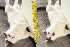 不是我喜欢撸猫，而是猫在勾引我！视频封面
