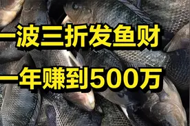 男子养殖脆肉罗非鱼，一条鱼能卖100元，年收入高达500万元！视频封面
