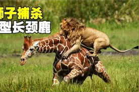 狮子捕杀五倍重长颈鹿，咬住脖子直接按倒，捕猎过程难得一见视频封面