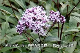 一枝黄花(土泽兰)视频封面