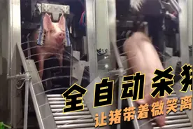 全自动杀猪，直接电击“爆头”，让它带着微笑去猪星！
