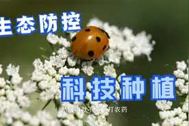新技术助力产业融合 科技种植助农民丰收视频封面