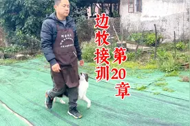 狗一出门就乱跑！怎么样让狗靠着主人随行？训犬师无保留教学视频封面