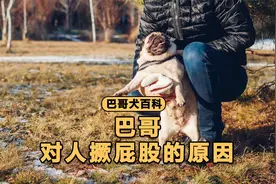 巴哥对你撅屁股，是在向你求救吗？视频封面