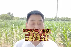 玉米这三个时期，出现干旱，要抓紧时间浇水视频封面