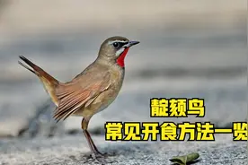 靛颏鸟常见开食方法一览视频封面