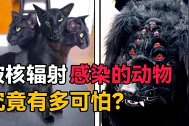 被核辐射感染的动物有多恐怖？96条触手的章鱼，三 颗脑袋的山羊视频封面