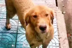 喂流浪狗一根火腿肠，本以为是一面之缘，金毛竟追着车赖上了！视频封面