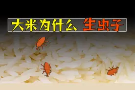 米放久了为什么会生虫子，生虫的大米还能吃吗？视频封面